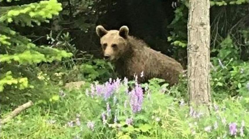 Aç Kalan Ayılar Yola İndi