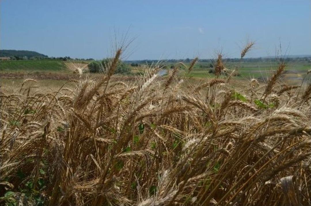 Bafra Ovası&rsquo;nda Buğday Hasadı Başladı