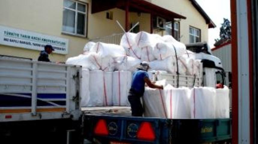 Sarıg&ouml;l &Uuml;z&uuml;m Bağları &Ouml;rt&uuml;nmeye Hazırlanıyor