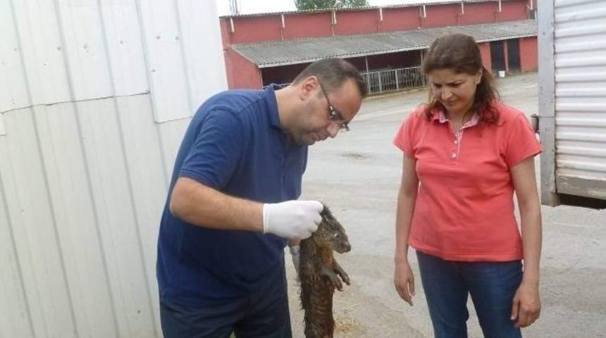 Yavru Su Samuru Doğal Ortamına Salındı