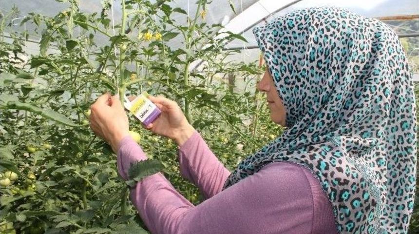 Bartın&rsquo;da Domates G&uuml;vesine Karşı Biyolojik M&uuml;cadele