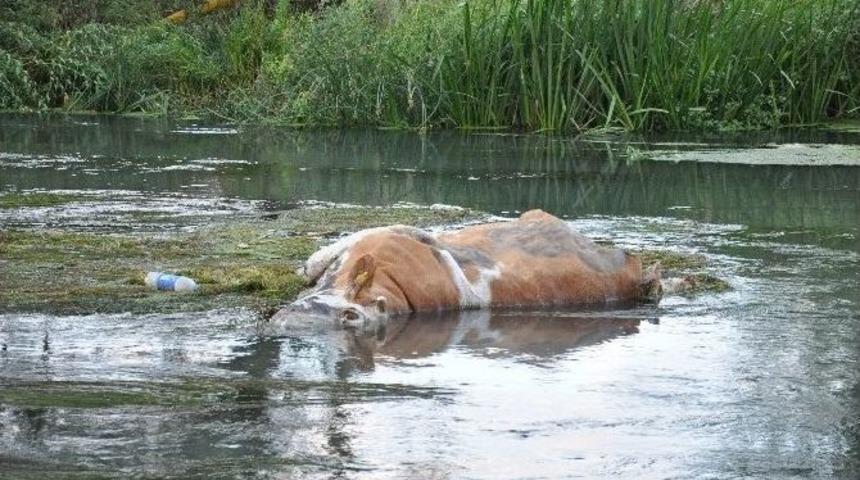 Ceyhan Nehri&rsquo;nde 5 G&uuml;n Arayla İkinci Kez Hayvan Leşi Bulundu