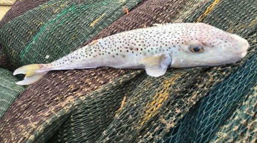 Balon Balıkları İ&ccedil;in Araştırma Projesi