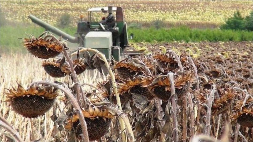 Yağlık Ay&ccedil;i&ccedil;eği Hasadı Başladı