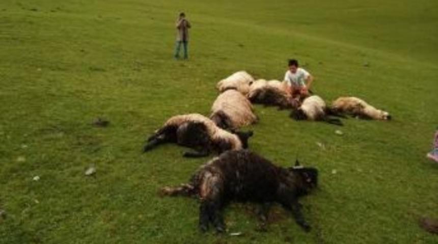 Giresun’da Yaylaya Yıldırım Düştü: 11 Koyun Telef Oldu