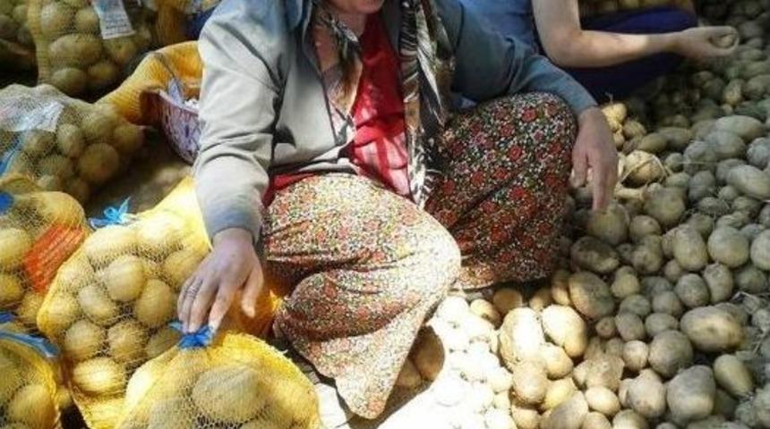 Patates &Uuml;reticilerine Bir Destekte Narlıdere Belediyesi&rsquo;nden
