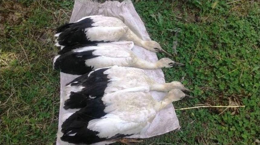 Yuvadan D&uuml;şen Leylekler Kurtarıldı