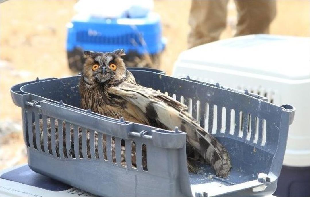 13 Yabani Hayvan Doğaya Bırakıldı