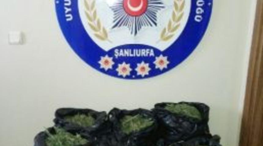 Şanlıurfa&rsquo;da Uyuşturucu Operasyonu