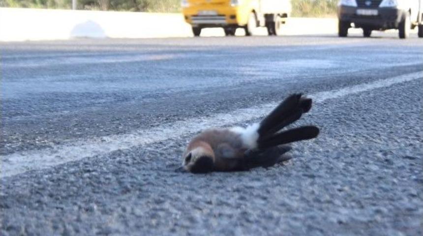 &Ccedil;&ouml;l Sıcakları Yaban Hayatını Da Olumsuz Etkiledi