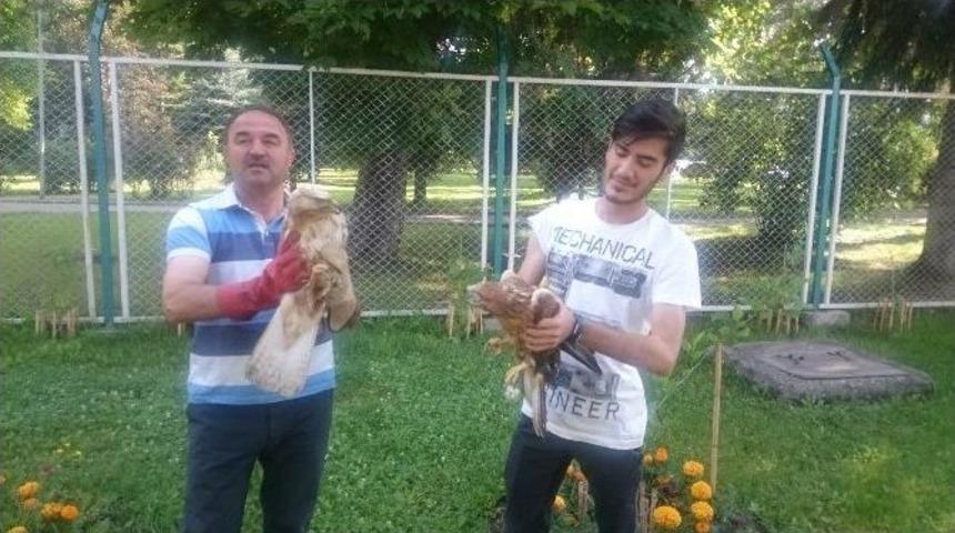 Yavru Şahin Ve İbibik Kuşları Artık Güvende