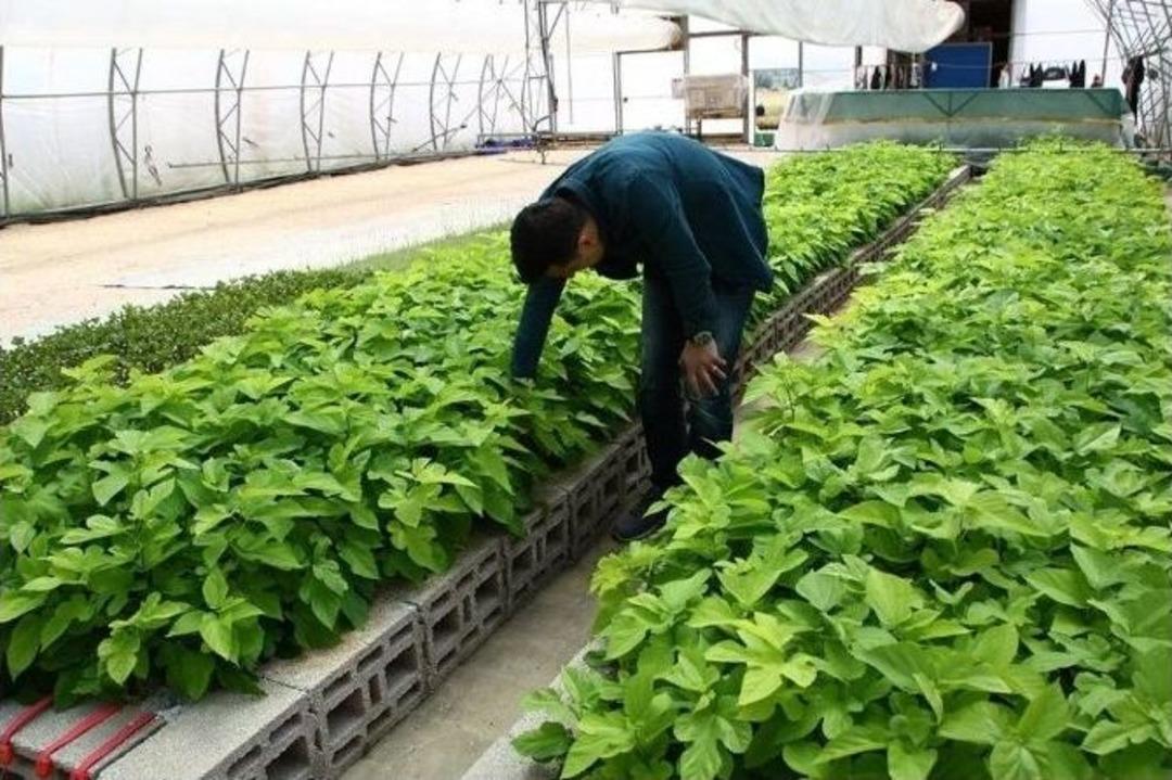 Eskişehir&rsquo;de İpek B&ouml;cek&ccedil;iliği İ&ccedil;in B&uuml;y&uuml;k Adım