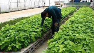 Eskişehir’de İpek Böcekçiliği İçin Büyük Adım