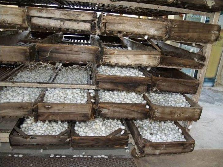 Eskişehir’de İpek Böcekçiliği İçin Büyük Adım G3