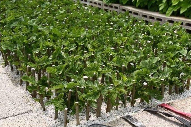 Eskişehir’de İpek Böcekçiliği İçin Büyük Adım G4