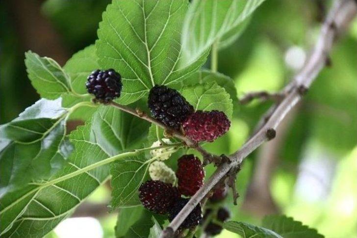 Eskişehir’de İpek Böcekçiliği İçin Büyük Adım G5