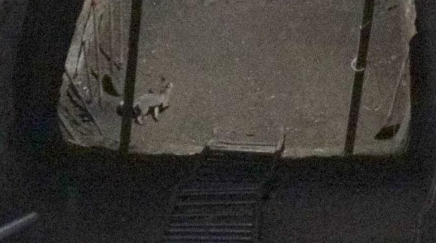 Kont Dracula&rsquo;nın Esir Tutulduğu Kalede Kızıl Tilki Objektiflere Yakalandı