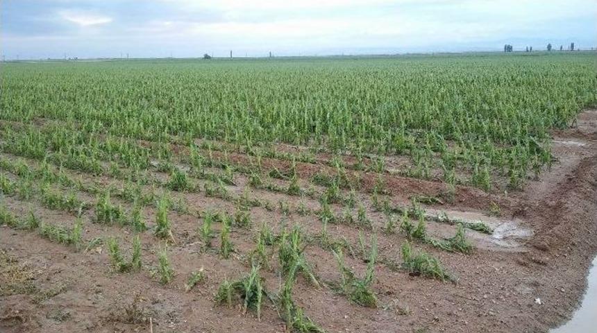 Ereğli’de Etkili Olan Dolu Yağışı Ekinlere Zarar Verdi
