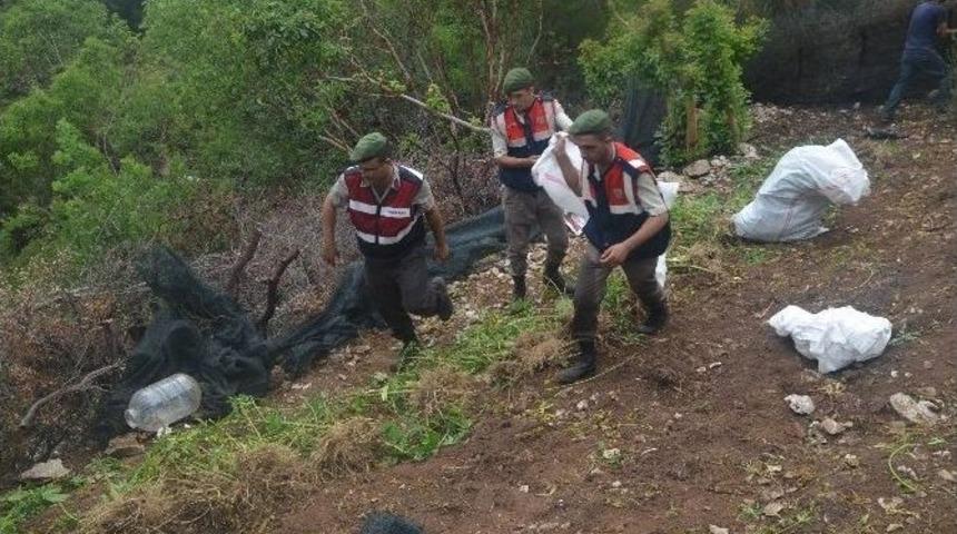 Jandarmadan Uyuşturucu Operasyonu