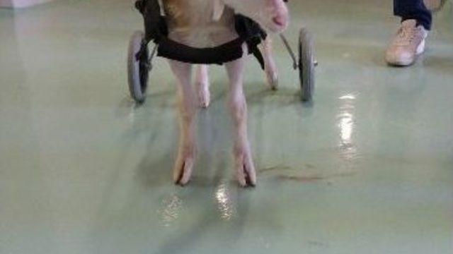 Yürüyemeyen Oğlağa Ortez Takıldı