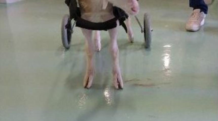 Y&uuml;r&uuml;yemeyen Oğlağa Ortez Takıldı