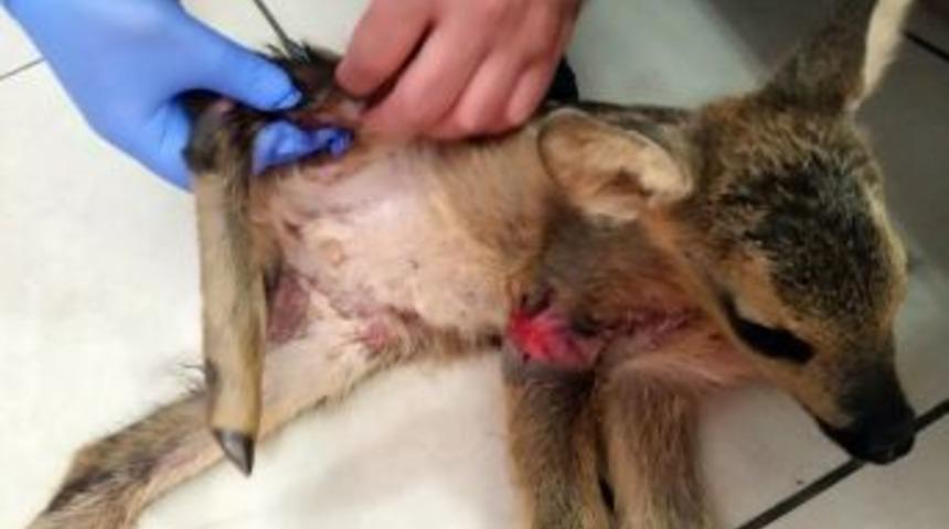 G&uuml;m&uuml;şhane&rsquo;de Yavru Karaca Tedavi Altına Alındı