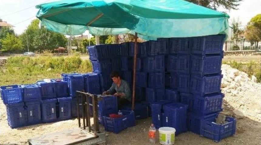 Vişne Üreticilerine Fiyat Şoku