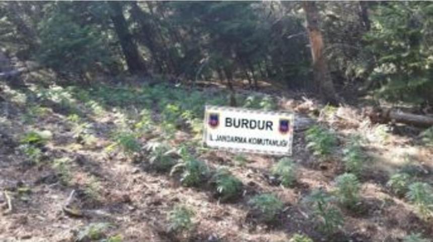 Burdur&rsquo;da 19 Bin 975 K&ouml;k Kenevir Ele Ge&ccedil;irildi