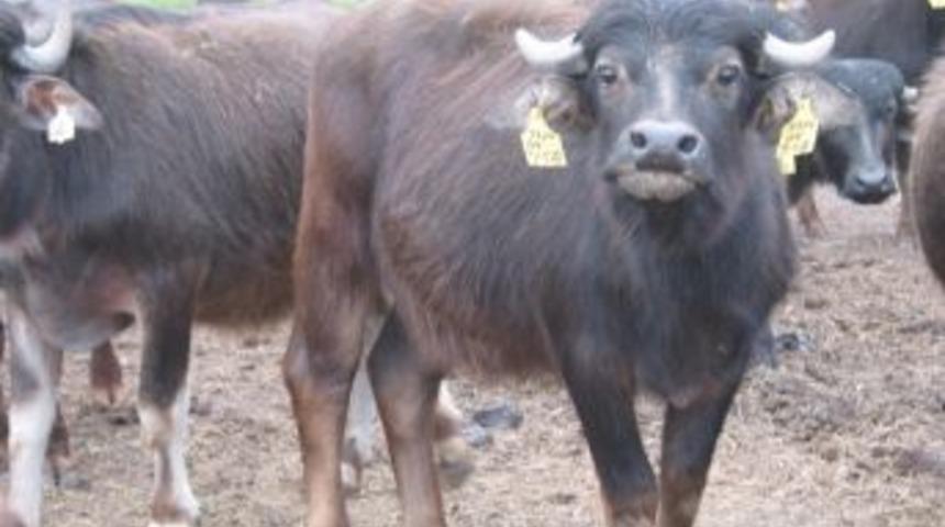 Zonguldak, Manda Islahı Projesine Dahil Edildi
