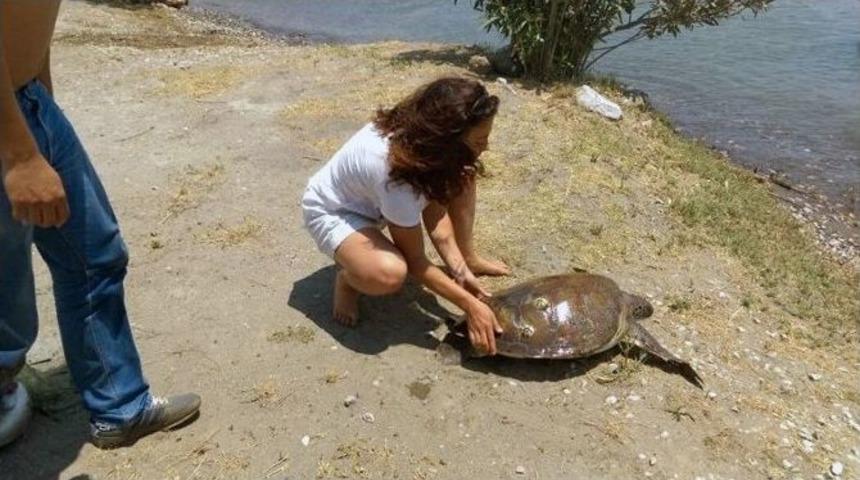 Yeşil Deniz Kaplumbağaları Kurtarıldı