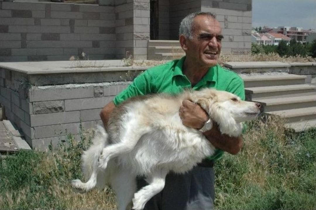 Emekli Maaşıyla 65 K&ouml;peğe Bakıyor