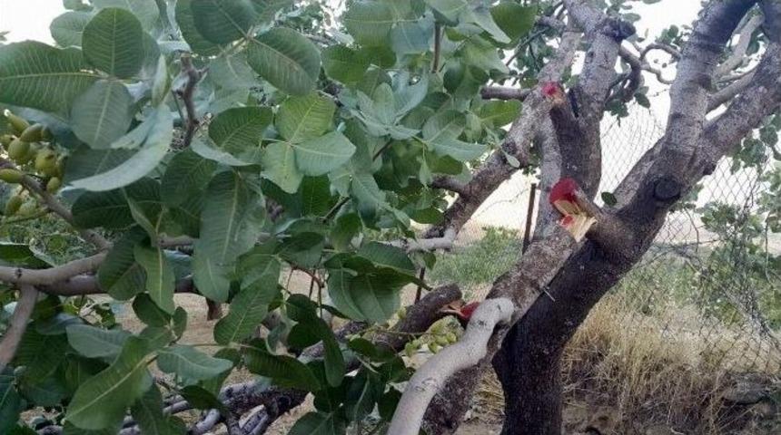 Siirt&rsquo;te Fıstık Bah&ccedil;elerinde Ağa&ccedil;ları Kestiler