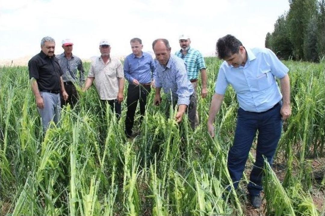 Karaman&rsquo;da Dolu, Tarlada Mahsul Bırakmadı