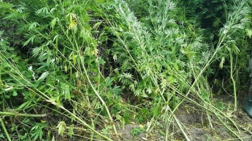 Samsun’da 2 Bin 685 Kök Kenevir Ele Geçirildi