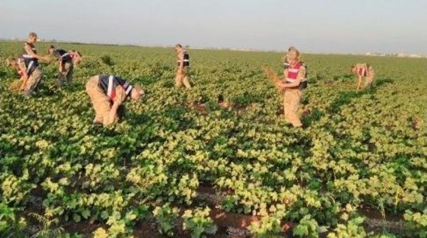 Şanlıurfa&rsquo;da 155 Bin Adet Kenevir Bitkisi Ele Ge&ccedil;irildi