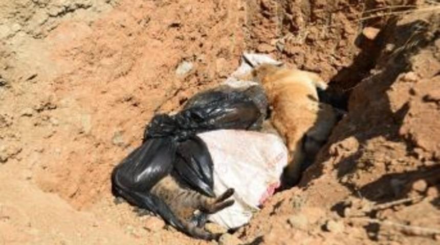 Seferihisar Belediyesi&rsquo;nden &Ouml;l&uuml; Bulunan Hayvanlarla İlgili A&ccedil;ıklama