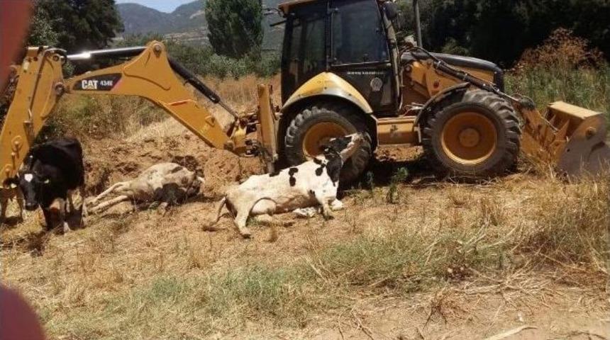 Bu Hastalığın Sadece Adı G&uuml;zel, &Uuml;reticileri &Ccedil;i&ccedil;ek Hastalığı Perişan Etti