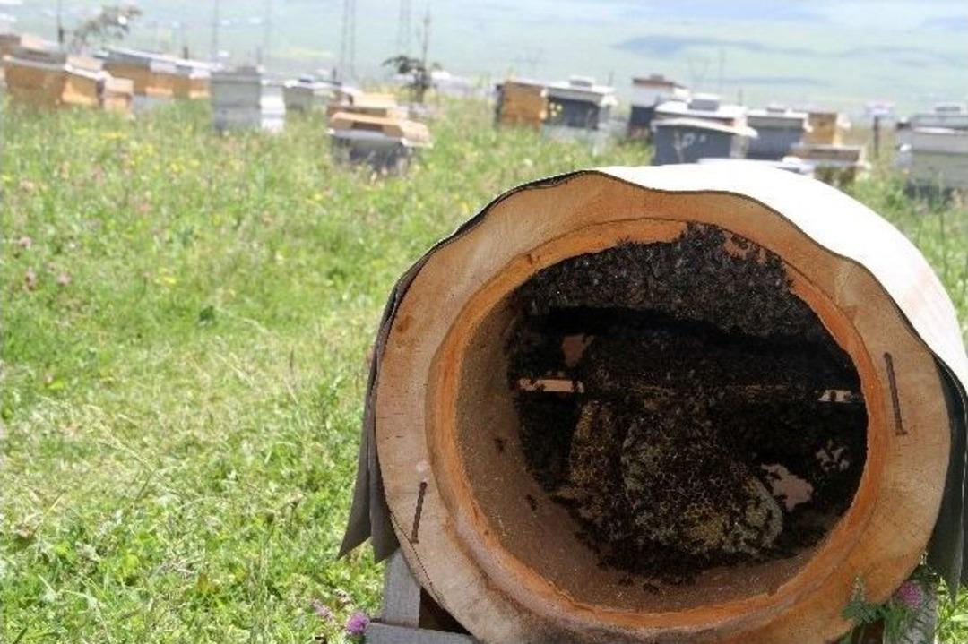 El Değmemiş Topraklarda Bal &Uuml;retiyorlar