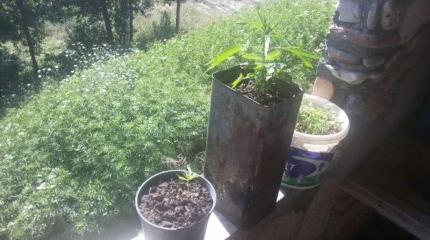 Jandarma 172 K&ouml;k Kenevir Bitkisi Ele Ge&ccedil;irdi