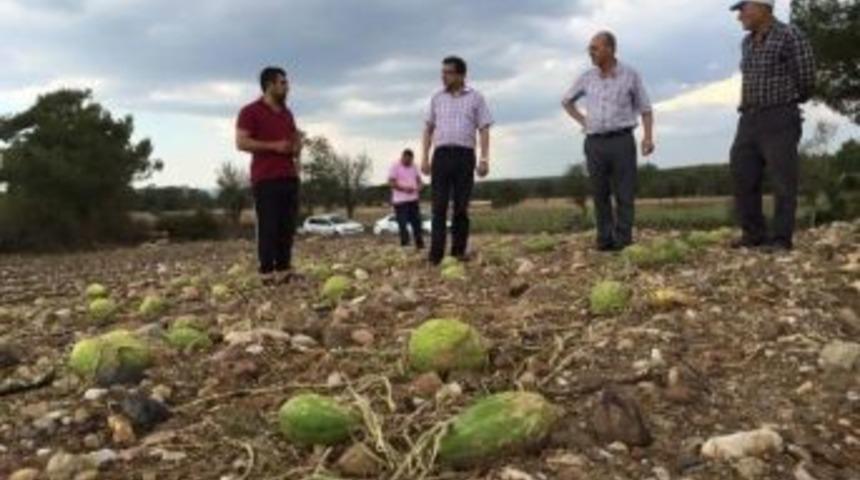 Milletvekili &Ouml;z, Dolu Yağışından Zarar G&ouml;ren Tarım Arazilerini İnceledi
