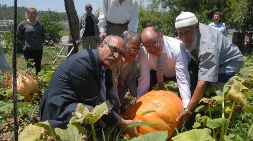 Vali Huzurevi Sakinlerinin Yetiştirdiği Dev Kabağı İlgiyle İzledi