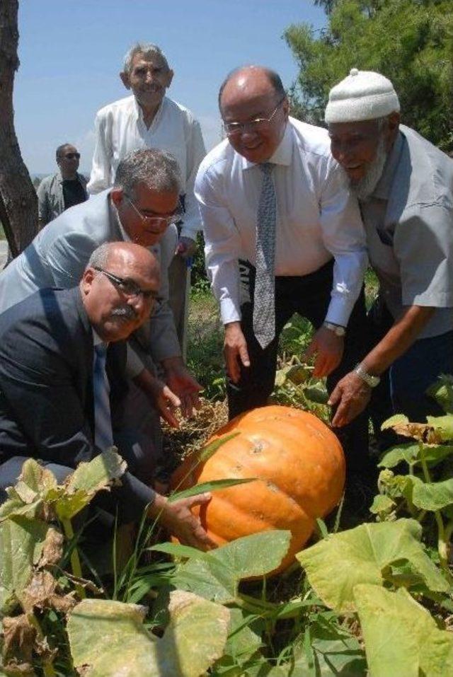 Vali Huzurevi Sakinlerinin Yetiştirdiği Dev Kabağı İlgiyle İzledi