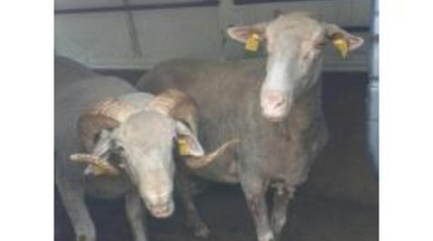 Hayvan Hırsızları Yakalandı