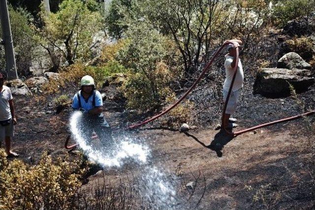 Elektrik Teline Çarpan Kuş Yangına Neden Oldu