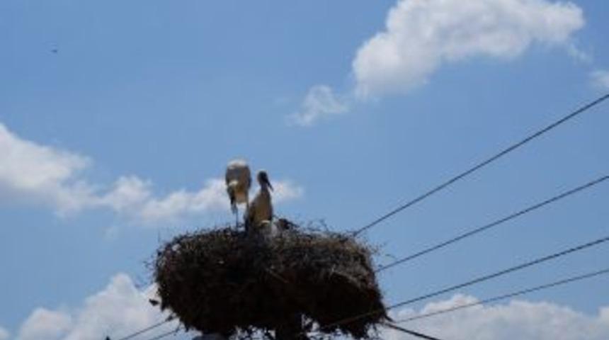 Lapseki İl&ccedil;esinde Leylekler Elektrik Direklerini Mesken Tuttu