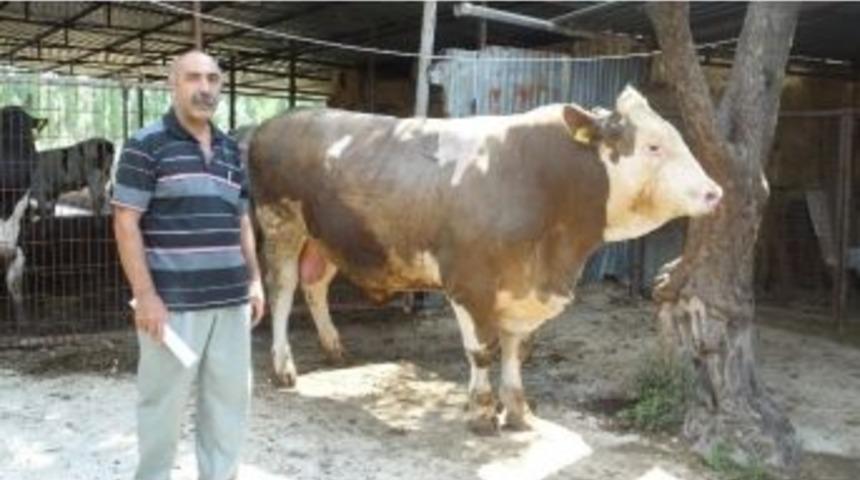 Bir Tonluk Boğa İlgi &Ccedil;ekiyor