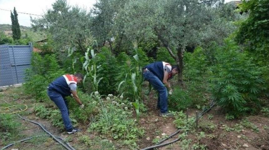 Evinde Uyuşturucu Yetiştiren Şahıs Yakalandı