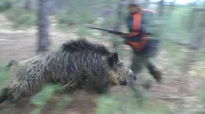 Domuz Avında Arkadaşlarını Avladı