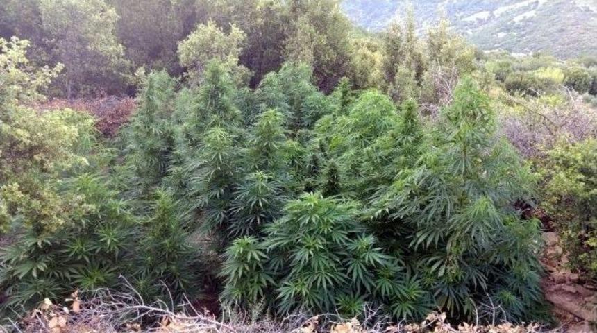 Aydın&rsquo;da Ka&ccedil;ak Kazı Ve Yasa Dışı Ekim Operasyonu