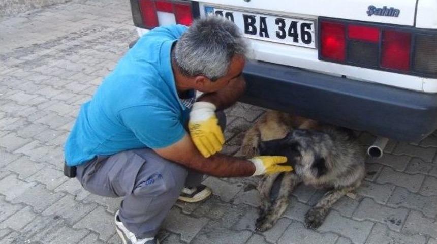 Yaralı Köpek İçin Ambulans Çağırdılar